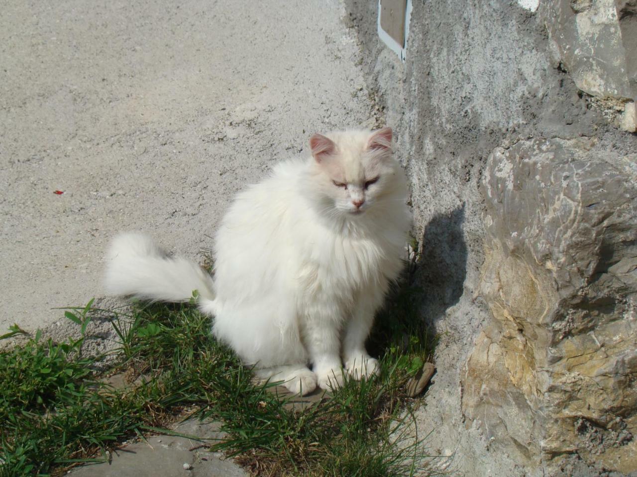 Apartmaji Nena *